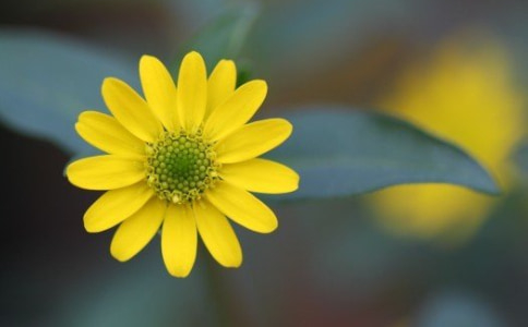 浙江可以自考本科的985嗎?