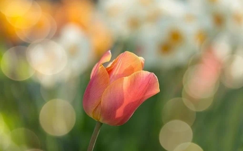 ?？圃谧x能參加自考本科?